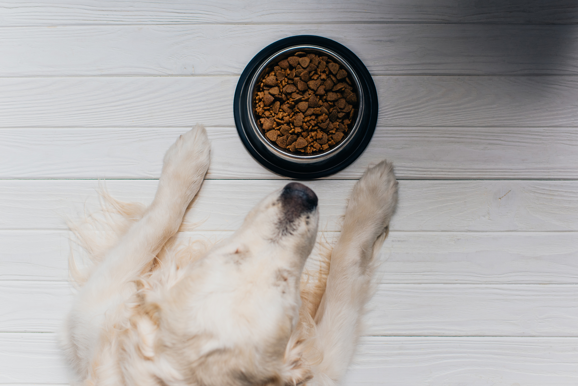 What You Need To Know About Designing a Pet Food Label